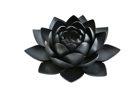 Dark lotus bloom with layered petals isolated on a transparent background flower