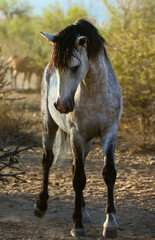 Wild Stallion in the Desert 