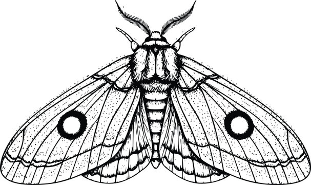 Detailed Hand Drawn Vector Illustration of a Beautiful Moth with Prominent Eyespots on Its Forewings Isolated Against a Pure White Background for Nature and Entomology Designs