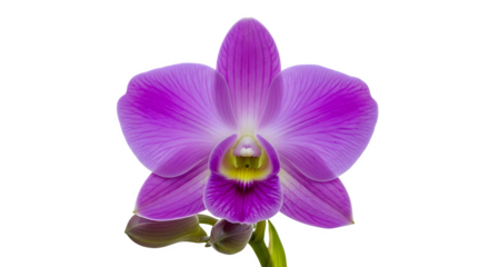 Vibrant purple orchid flower with delicate petals and a yellow center, isolated on transparent background