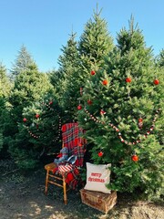 Christmas tree decoration and gifts on the garden grass bench in the park