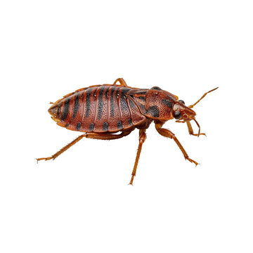 Brown marmorated stink bug insect isolated on transparent background