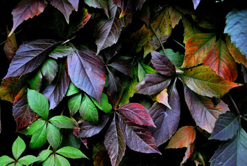 Wild grapevine leaves in autumn colors against wall