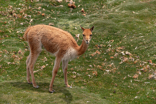 Chile, Putre parque nacional Lauca, retrato Cam&eacute;lido Vicu&ntilde;a 