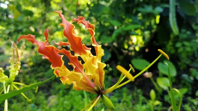 Exotic Gloriosa Superba Flame Lily flower blooming in green tropical garden nature	
