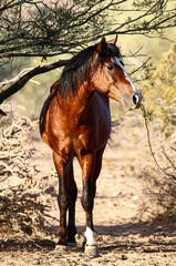 Wild Horse in the Desert
