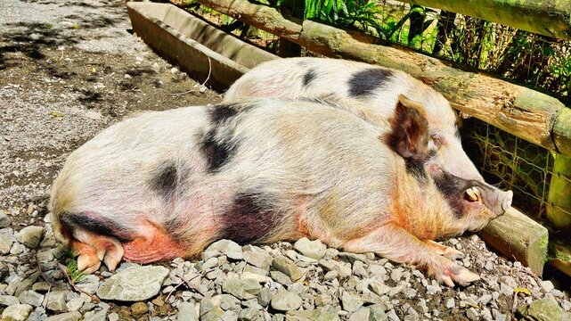 Kunekune Pigs Sunbathing