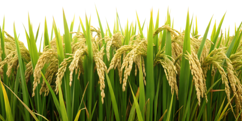 Golden rice grains in lush green paddy field close-up on transparent background PNG
