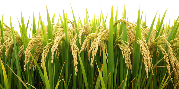 Golden rice grains in lush green paddy field close-up on transparent background PNG
