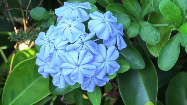 A beautiful cluster of vivid blue cape leadwort flowers flourishing in a colorful garden.

