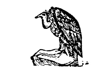 Vulture, a bird of prey of the hawk family, old vintage illustration, 1897.