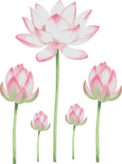 Delicate watercolor illustration of two pink and white lotus flowers with long stems, elegant botanical artwork for decor, spiritual design, meditation