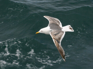 seagull in flight over the water.