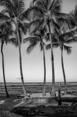 Palm Trees on Waikiki Beach in Black and White.