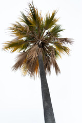 Desert Palm Tree in Drought Conditions.