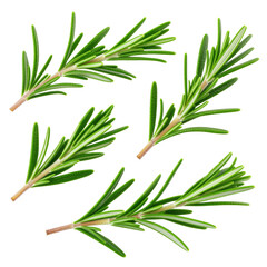 Fototapeta premium Fresh rosemary leaves on a white transparent background PNG