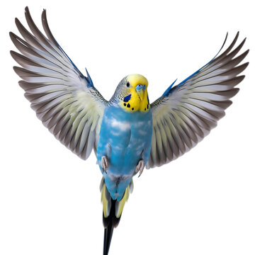 A vibrant blue and yellow budgerigar parakeet bird with wings spread wide captured in flight against a black background isolated on transparent background