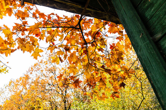 colorful maple tree leaves over wooden house