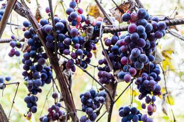 Naklejka premium bunches of ripe red Moldova grapes on dry vine