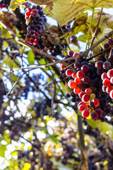 Naklejka premium bunches of red Isabella grapes illuminated by sun