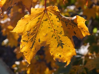 Close-Up of Golden Autumn Leaves of Crimson King Maple (Acer platanoides ‘Crimson King’) in Late Fall, Colorado