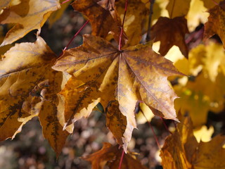 Yellow Late-Autumn Leaves of Crimson King Maple (Acer platanoides ‘Crimson King’) in Colorado