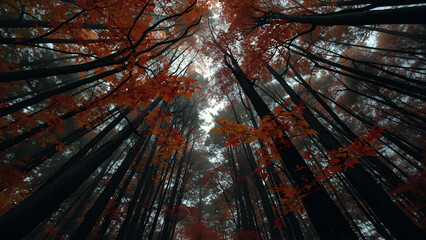 autumn colorful leaves in the forest
