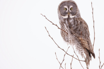 It's a Hoot