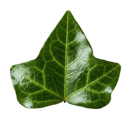 Exploring green ivy leaf nature isolated on transparent background