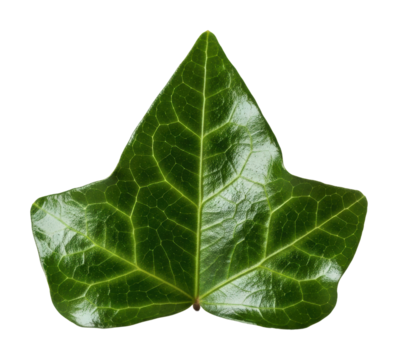 Exploring green ivy leaf nature isolated on transparent background