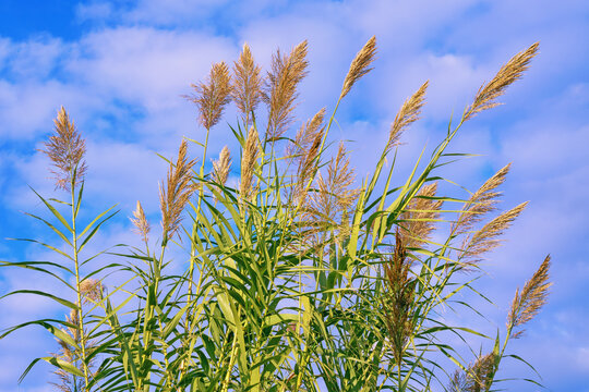 Green leaves and flowers of Giant reed Arundo donax against blue sky and clouds