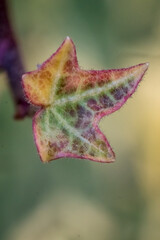 The splendor and vibrant colors of a young ivy leaf; Hedera Algeriensis Hibberd	