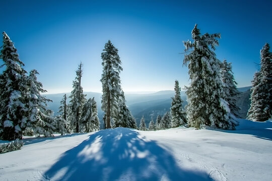 Sunlit snow covered evergreen trees on a mountain slope under a clear blue sky