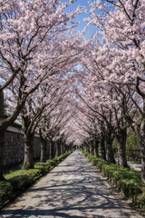 Fototapeta premium Perspective view of a country lane leading under a romantic archway of pink cherry blossoms on a sunny spring day