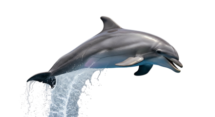 Dolphin Leaping Out of the Water on White Background.