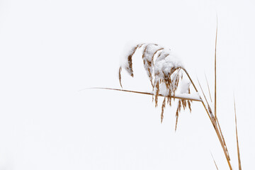 Suche trawy pokryte śniegiem na czystym, białym tle zimowego krajobrazu. © Elżbieta Kaps