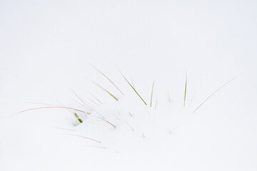 Suche trawy pokryte śniegiem na czystym, białym tle zimowego krajobrazu. © Elżbieta Kaps