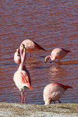 James's flamingos in Laguna Colorada, Bolivia