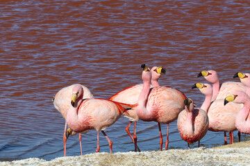 James's flamingos in Laguna Colorada, Bolivia