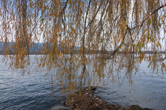 Weidenzweige am See im November, Winterbeginn in Z&uuml;rich