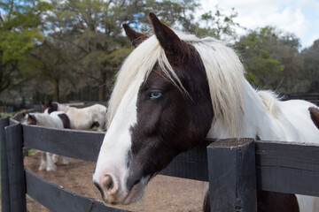 Closeup portrait of a beautiful Gypsy Vanner horse