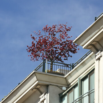 A tree, a house and the sky