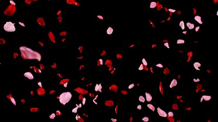 Freeze motion of flying rose petals isolated on black background.