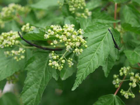 Spring Leaves and Flower Buds of Amur Maple (Acer ginnala) in Colorado