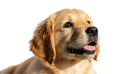 Golden Retriever Puppy Looking Up with Tongue Out.