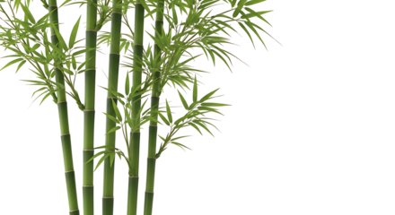 Green bamboo stalks with fresh leaves isolated on a white background.