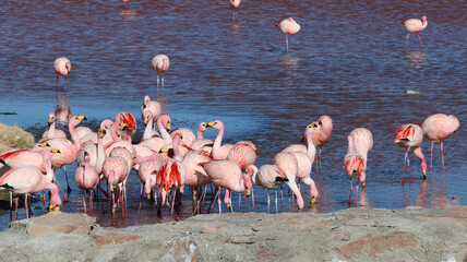 James's flamingos in Laguna Colorada, Bolivia
