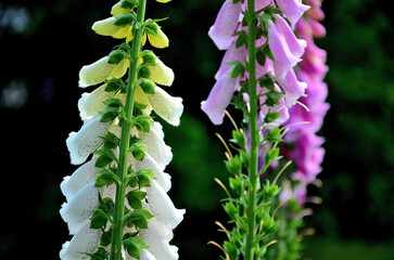 Digitalis purpurea – Foxglove in Sunlight