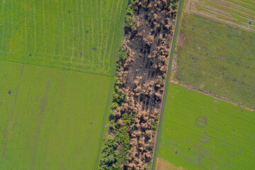 Aerial view of a forest belt severely damaged by fire, with charred ground and dead trees, bordered by green agricultural fields. Conceptual background for fire damage, Global warming, and disaster.