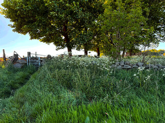 Late afternoon countryside scene, of tall grass and wildflowers beneath leafy trees, with a stone wall and gate beyond in Allerton, Bradford, UK